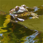 frog in pond