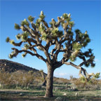 Joshua Tree National Park in California
