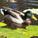 Mallard Duck