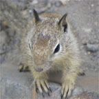 Ground Squirrel in Big Sur, California