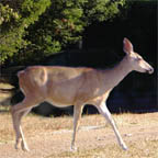 Deer in Santa Cruz, California
